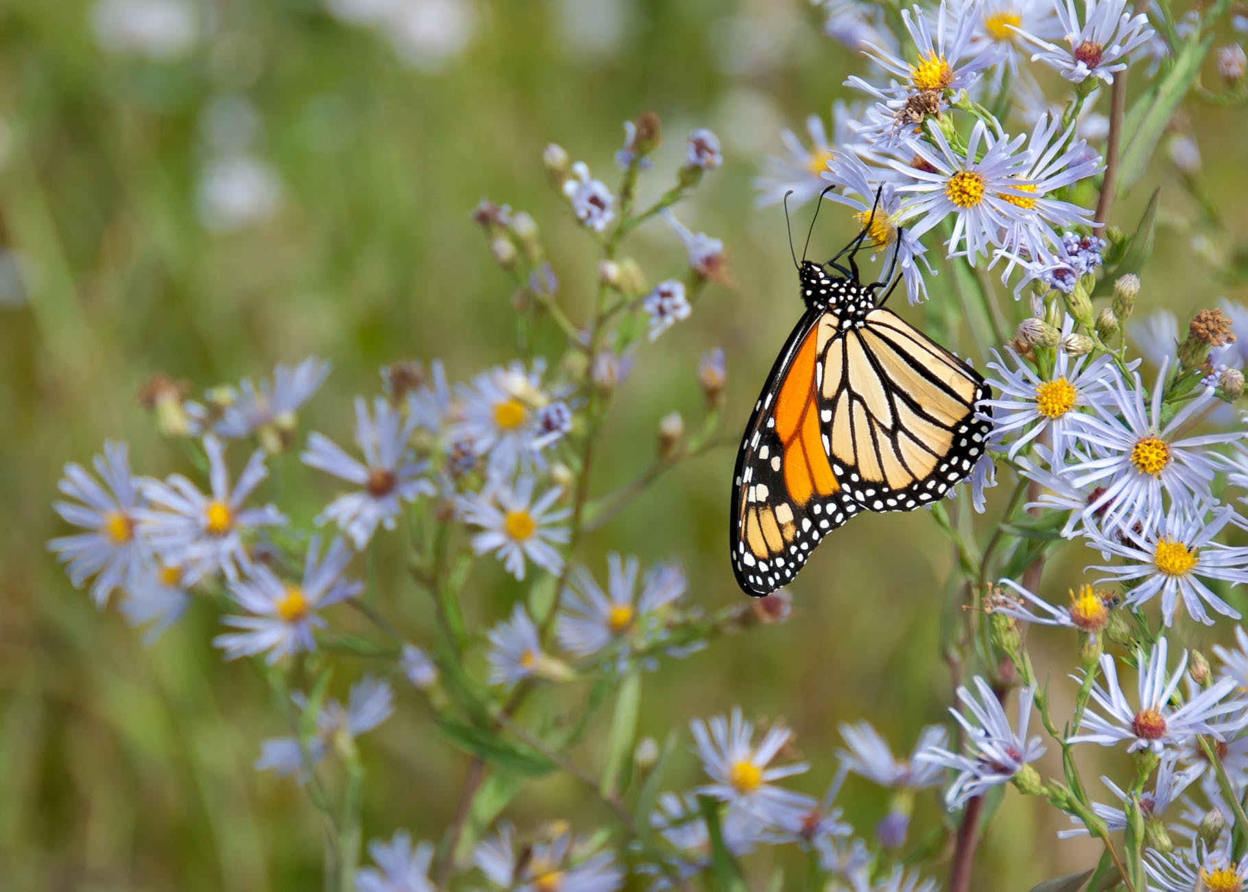 monarch butterfly on flower