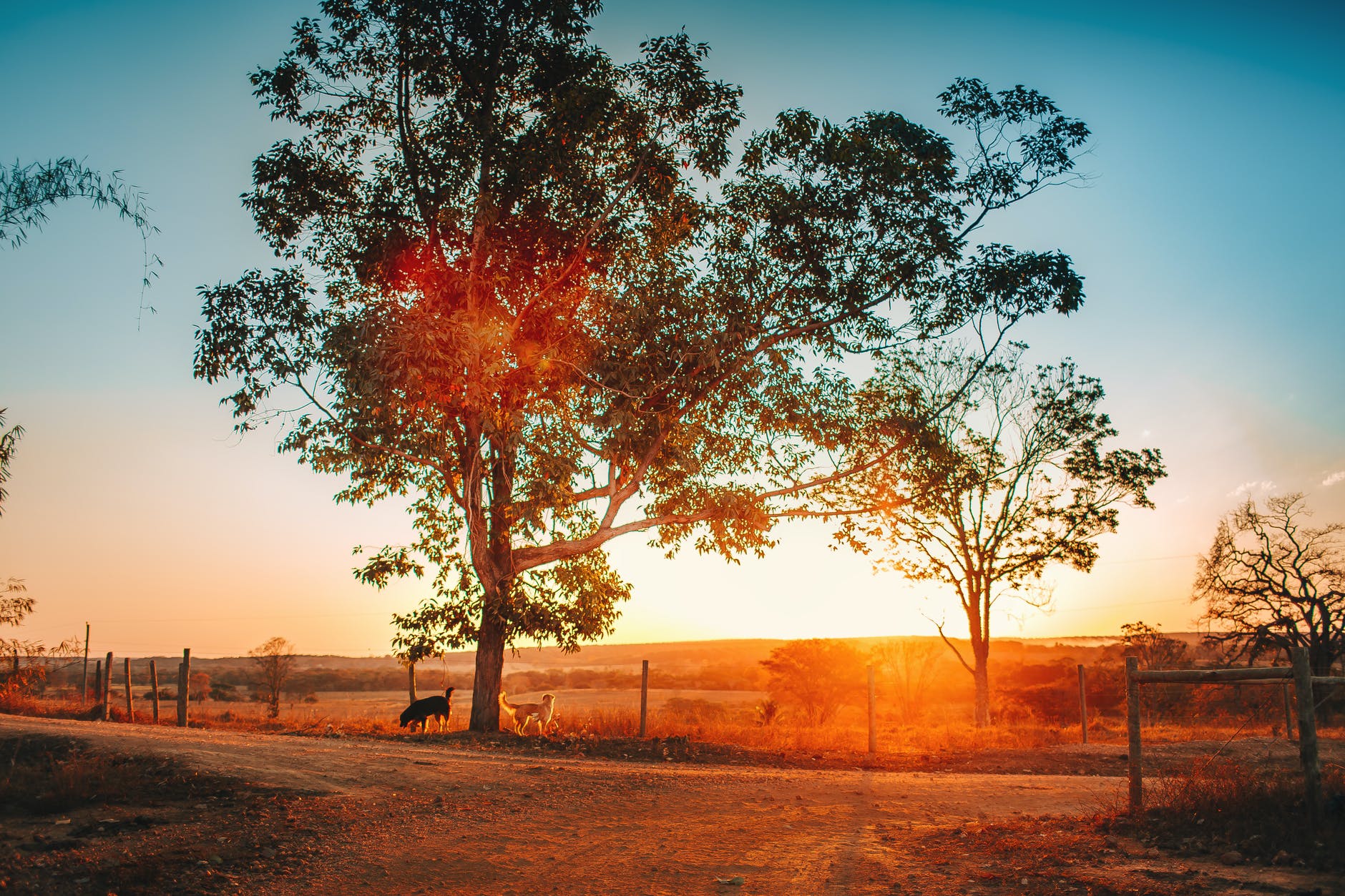 dogs standing under tree during golden hour